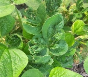 The Dicamba Dilemma: Facts And Speculations